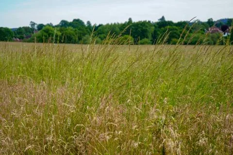 Tall grass field with clouds in the background Stock Photos