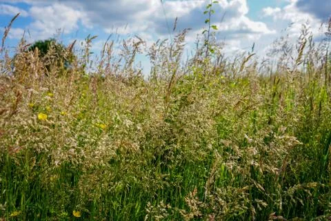 Tall grass field with clouds in the background Stock Photos