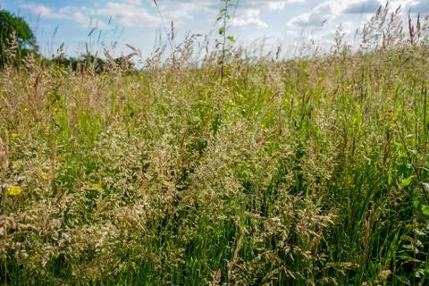 Tall grass field with clouds in the background Stock Photos