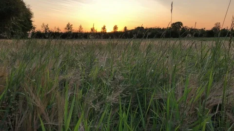 Tall Grass Field During Sunset 4K Relaxation Nature Stock Footage 115579811