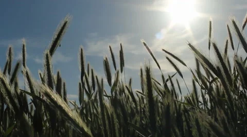 Tall Grass in a Field Stock-Footage 47623136