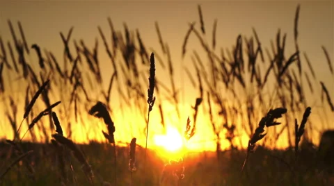 Tall grass in field. Stock Footage 48505297