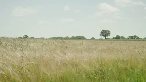 Tall grass field Video stock 138035450