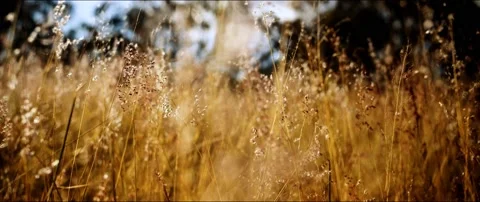 Tall Grass Field Video stock 154777864