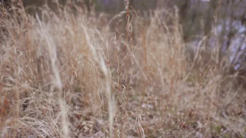 Tall grass in field Stock Footage 237641632