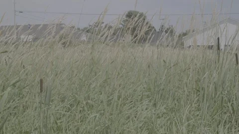 Tall Grass in a Field Stock Footage 313810883
