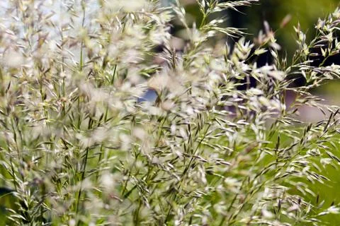 Tall grass in a field Stock Photos
