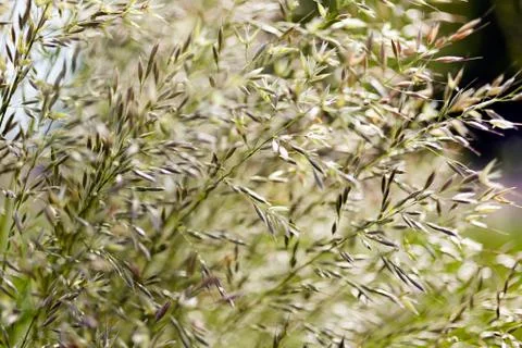 Tall grass in a field Stock Photos
