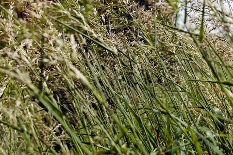 Tall grass in a field Stock Photos