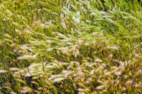 Tall grass in a field Stock Photos