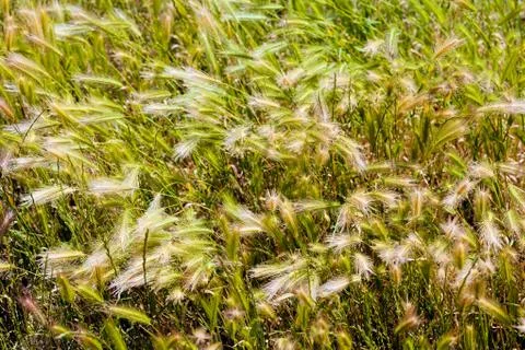 Tall grass in a field Stock Photos