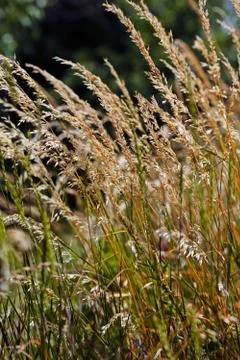 Tall grass in a field Stock Photos