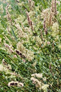 Tall grass in a field Stock Photos