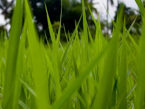 Tall grass in the field Foto stock