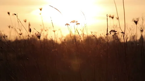 Tall grass in a field, sunset Stock Footage 59900268