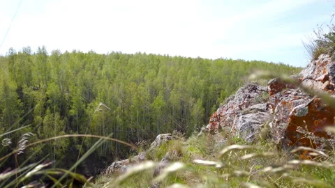 Tall Grass Field With Trees Stock Footage 275550694
