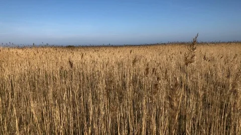 Tall Grass Field View with Blue Sky in 4K Nature Wallpaper Stock Footage 107879617