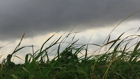 Tall Grass Field Windblown Grain Motion Close-up Stock Footage 341024095