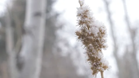 Tall grass in the first snow 스톡 동영상 105680250