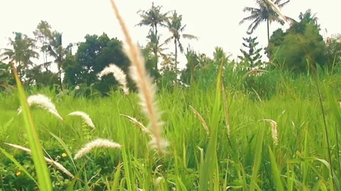 Tall grass flower Stock Footage 219884929
