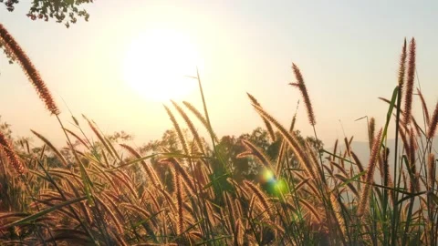 Tall grass flowing at sunset, sun flare, slow motion Video stock 154013904