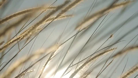 Tall grass flowing with the wind against sun flare during sunrise Stock Footage