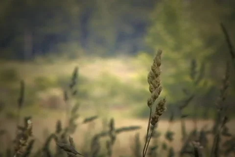 Tall Grass Video stock 494324