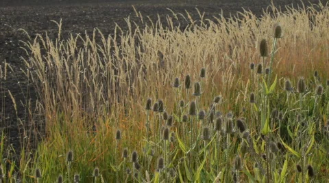 Tall Grass Stock Footage 519115
