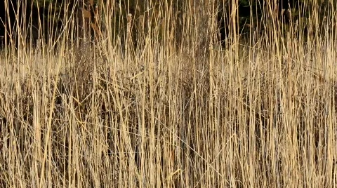 Tall Grass Stock Footage 660816