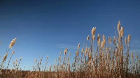 Tall grass Video stock 10908891