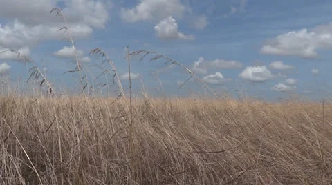 Tall grass Stock-Footage 23578361