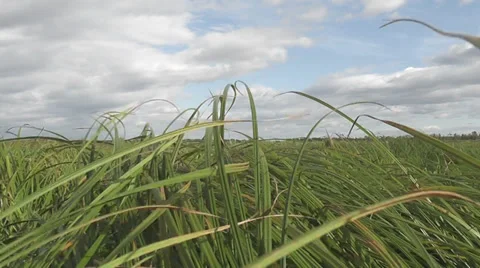 Tall grass Stock Footage 29432690