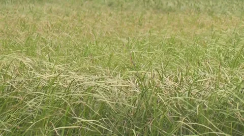 Tall grass Stock Footage 29456938