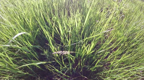 Tall grass Stock-Footage 50234550