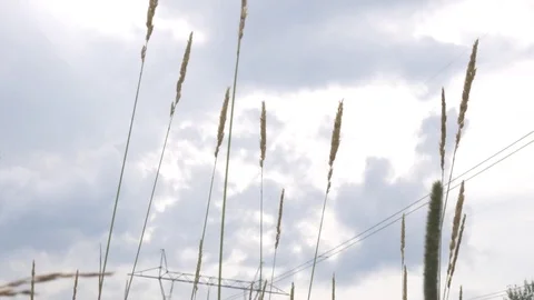 Tall Grass 스톡 동영상 78690931