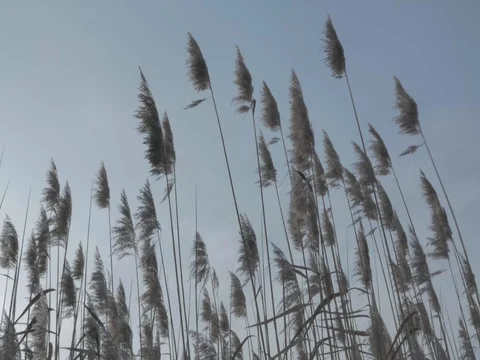 Tall Grass Stock Footage 80209341
