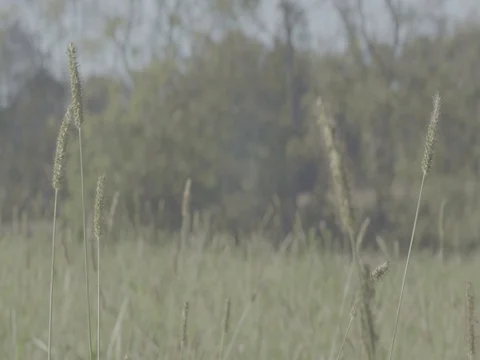 Tall Grass Stock Footage 80577343