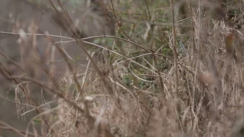 Tall Grass Видео 104976099