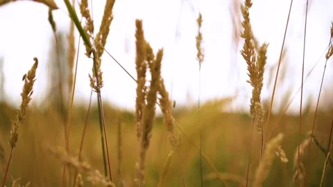 Tall Grass Stock Footage 115504906