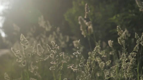 Tall Grass Video stock 155469872