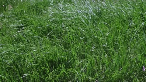 Tall grass Stock Footage 158233042