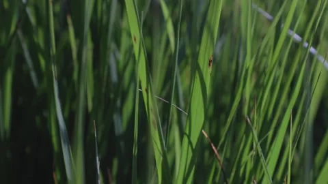 Tall grass Video stock 158233163