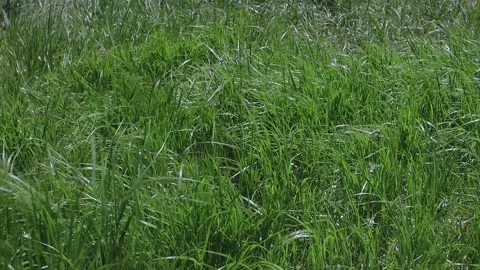 Tall grass Video stock 158233392