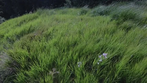 Tall grass Video stock 158233500