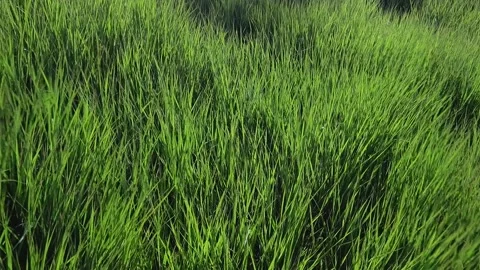 Tall grass Stock Footage 158233533