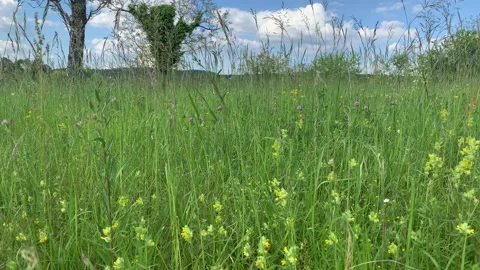 Tall Grass Stock Footage 193736548
