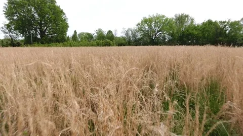 Tall grass Stock Footage 208254557
