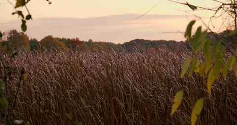 Tall Grass Stock Footage 220376244