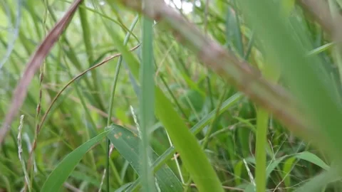 Tall grass Stock Footage 234754601