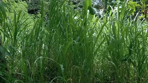 Tall grass Stock Footage 236816451